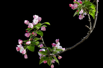 Two hands holding a smartphone to photograph flowers, capturing the essence of spring.