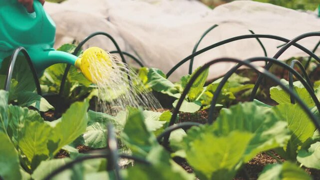 Close-up of fresh cabbage seedlings being watered from green plastic watering can in spring garden. Wet soil, covering material in background. Concept of eco-gardening and organic vegetable growing.