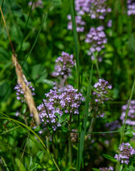 Wild thyme (Thymus serpyllum) also known as Breckland thyme or Creeping thyme flowering on the meadow.