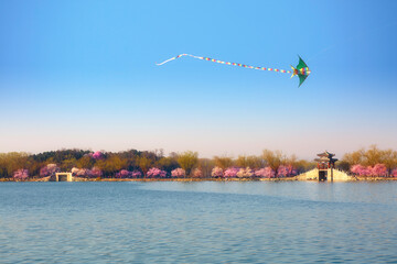 Beijing Summer Palace Kunming Lake with kites and West Causeway ancient architecture with peach blossoms.