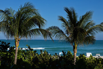 tropical beach with palm trees