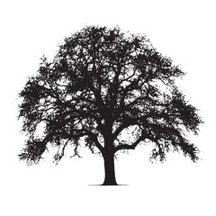 Oak Tree Trunk Silhouette on White
