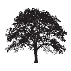 Outlined Oak Tree Isolated Vector