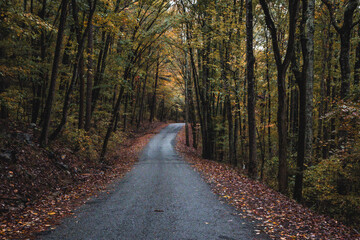 Obraz premium road in the forest