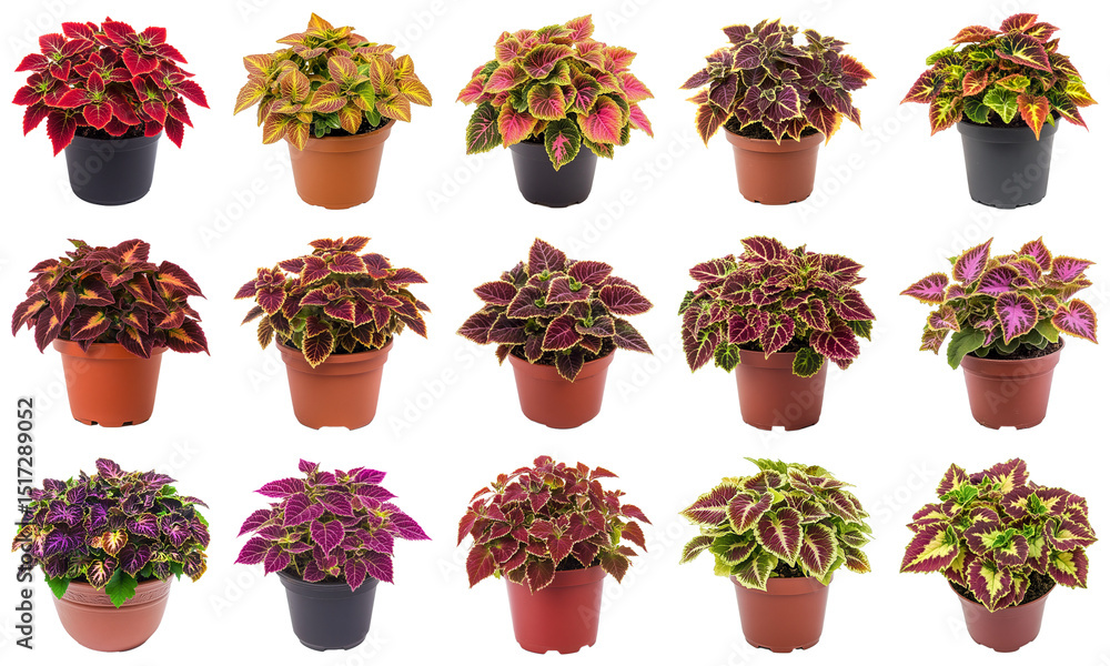 Poster a collection of colorful potted coleus plants showcasing vibrant foliage and varied leaf patterns in