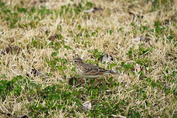 草原を歩くヒバリ