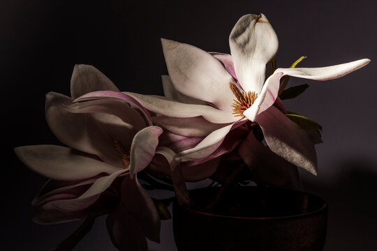 Blossom of the magnolia