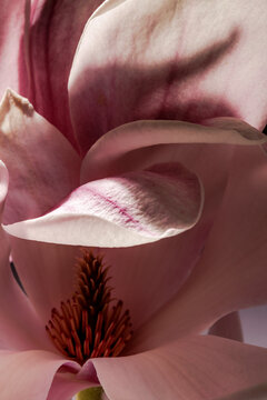 Blossom of the magnolia