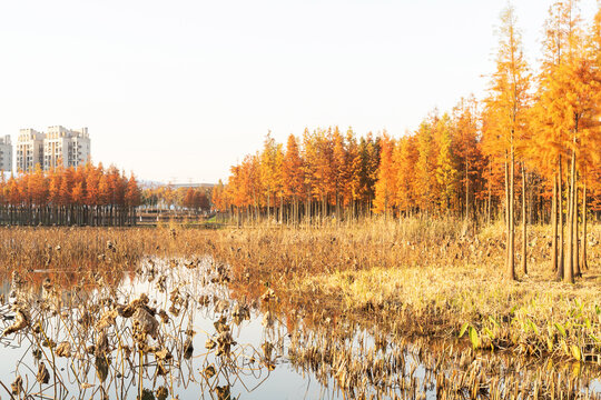 Beautiful colorful forest landscape in autumn season