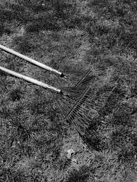 Two lawn rakes