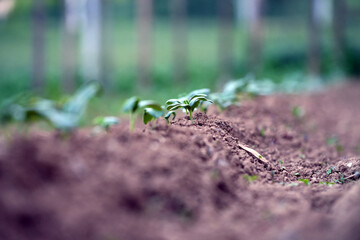 cucumber seedling