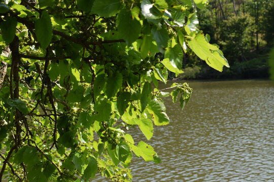 Lake green mulberry leaves in the sun