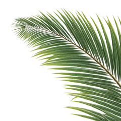 Obraz premium Single palm frond leaf isolated on transparent background