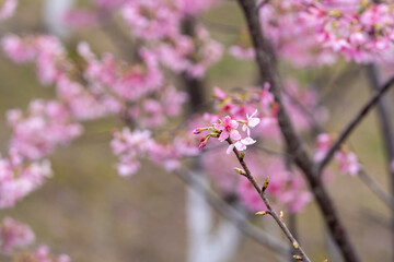 In spring, the cherry blossoms are in full bloom