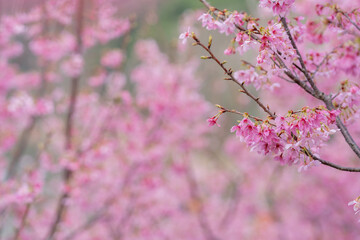 In spring, the cherry blossoms are in full bloom