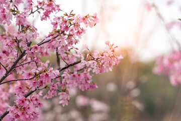 Fototapeta premium In spring, the cherry blossoms are in full bloom