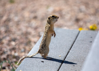 Thirteen-lined ground squirrel standing up on decking profile view cute animal Wyoming