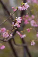 In spring, the cherry blossoms are in full bloom