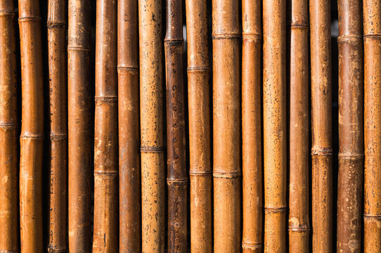 Bamboo Wall