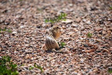 Thirteen-lined ground squirrel back in wild prairie