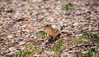 Thirteen-lined ground squirrel cute face in Wyoming 