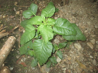 green leaves on the ground