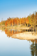 Beautiful colorful forest landscape in autumn season