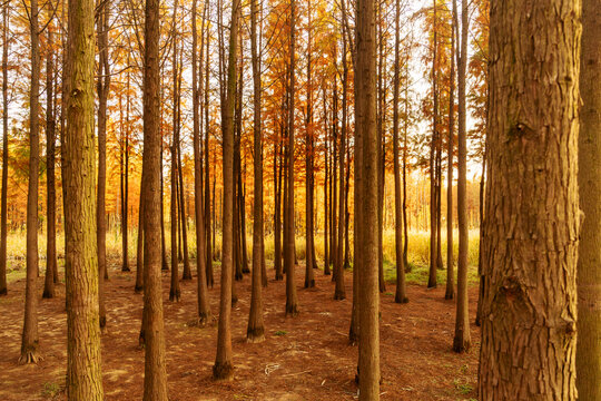 Beautiful colorful forest landscape in autumn season - Powered by Adobe