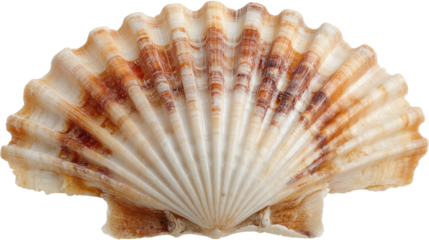 seashell  isolated, transparent background