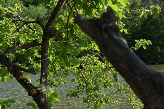 Mulberry tree by lake