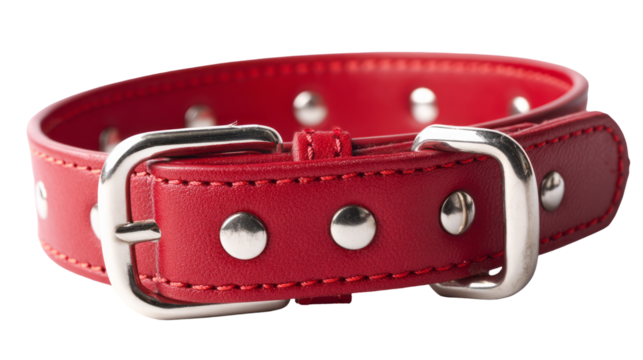 a red dog collar with silver metal buckle isolated, transparent background