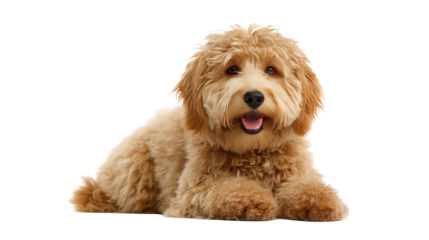a cute golden doodle laying down isolated, transparent background	