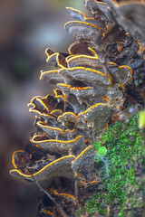 Seamless Abstract Mushroom Gills