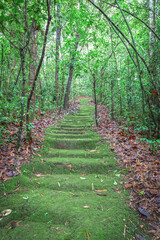 Earth Green Stair In Forest Trail