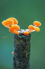 Close-up of mushrooms growing on tree trunk in the forest