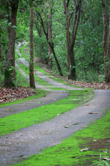 Green road of trees in the forest