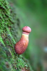 Close-up of mushroom growing on soil,