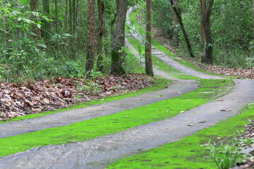 Green road of trees in the forest