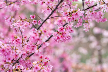 Obraz premium In spring, the cherry blossoms are in full bloom