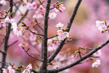 In spring, the cherry blossoms are in full bloom