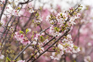 Obraz premium In spring, the cherry blossoms are in full bloom