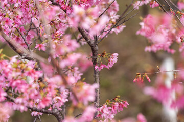 In spring, the cherry blossoms are in full bloom