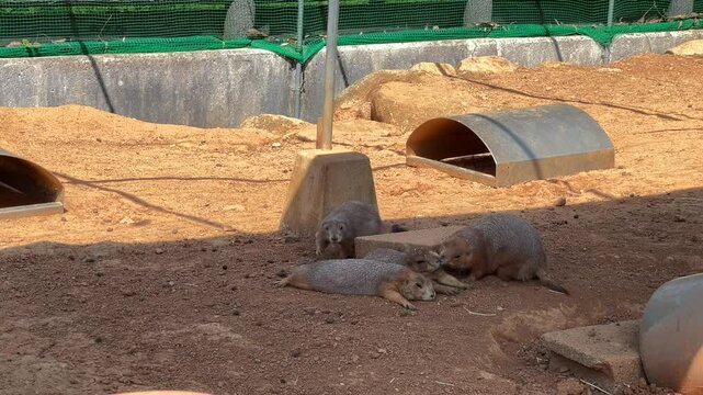 Two groundhogs are lazily lying on the sandy ground, while the other two are playfully messing around nearby
