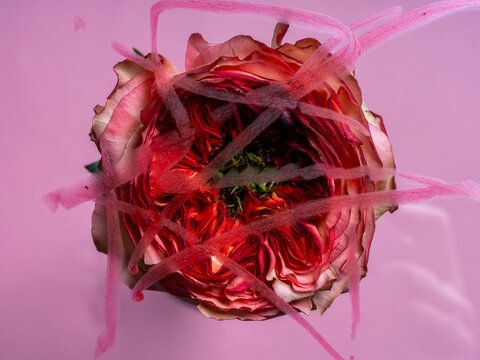 Naklejki Rose