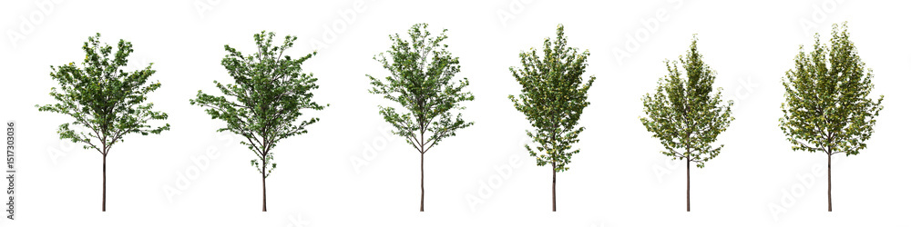 Aufkleber cut out realistic greenery trees collection on transparent backgrounds. high quality 3d rendering. p