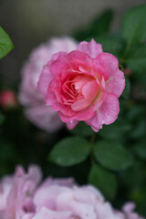 Rosa chinensis, known commonly as the China rose, Chinese rose, or Bengal rose