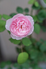 Rosa chinensis, known commonly as the China rose, Chinese rose, or Bengal rose