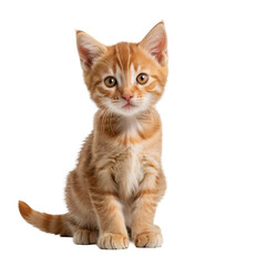 cute young orange striped tabby kitten isolated on transparent background