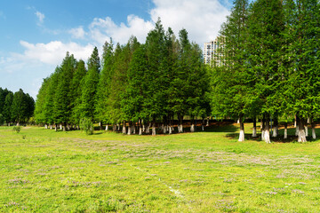 Beautiful panorama of green city park