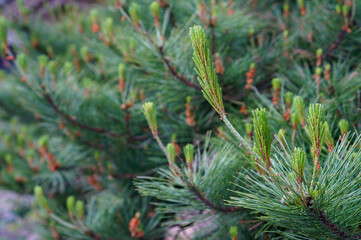 Emerging Budding Pine Branches: Delicate new buds burst forth on a verdant pine branch, signaling the arrival of spring, fresh growth, and new beginnings.